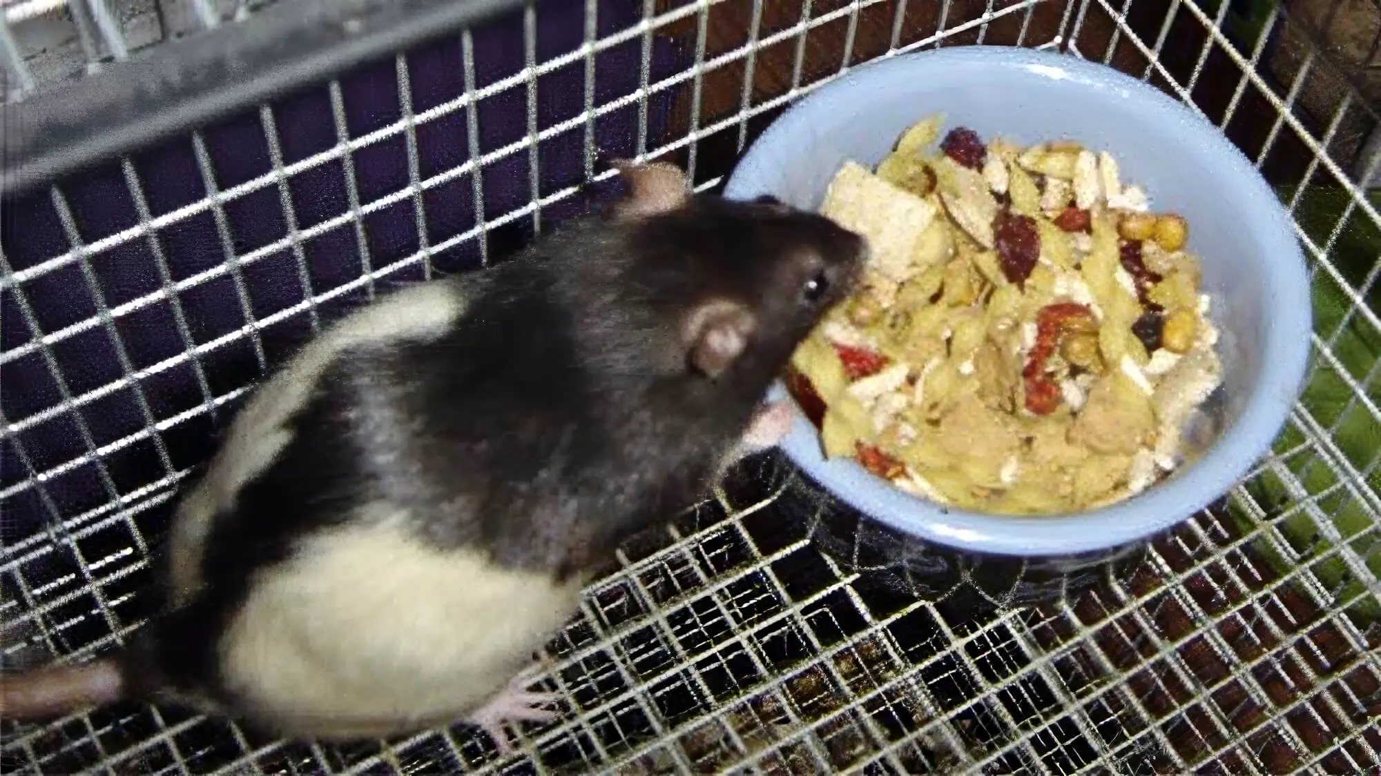 What Do Rats Eat Complete Guide to Nutrition Diet Planet Pet