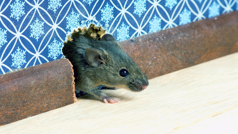 House Mice Facts