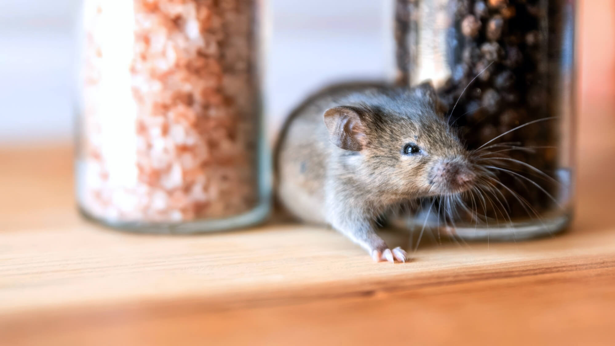 House Mice In Between Spice Jars
