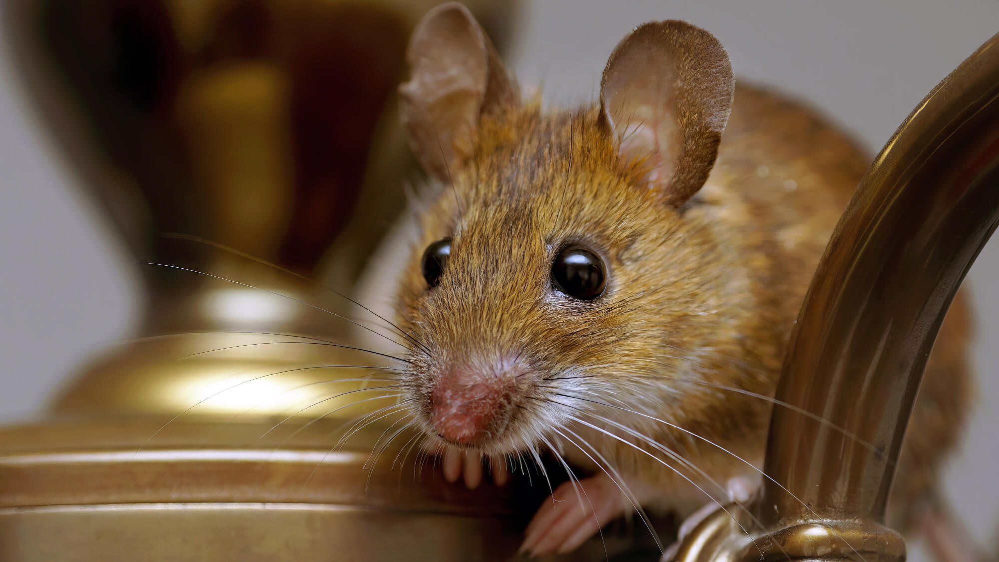 House Mice In The Lamp Shade