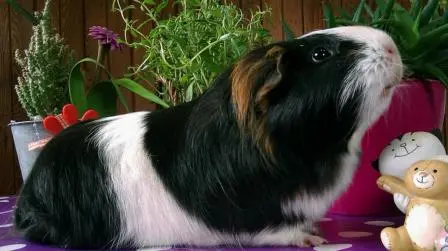 How Long Do Guinea Pigs Live For?