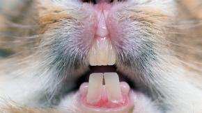 How To Care For Your Rabbit’s Teeth