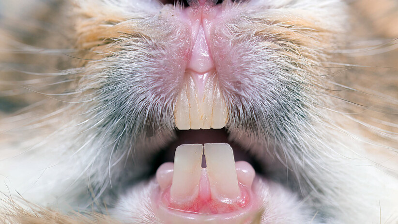 How To Care For Your Rabbit’s Teeth