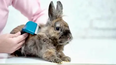 How to Groom Your Rabbit