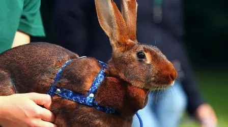 How to Hold a Rabbit & Exercise Your Bunny