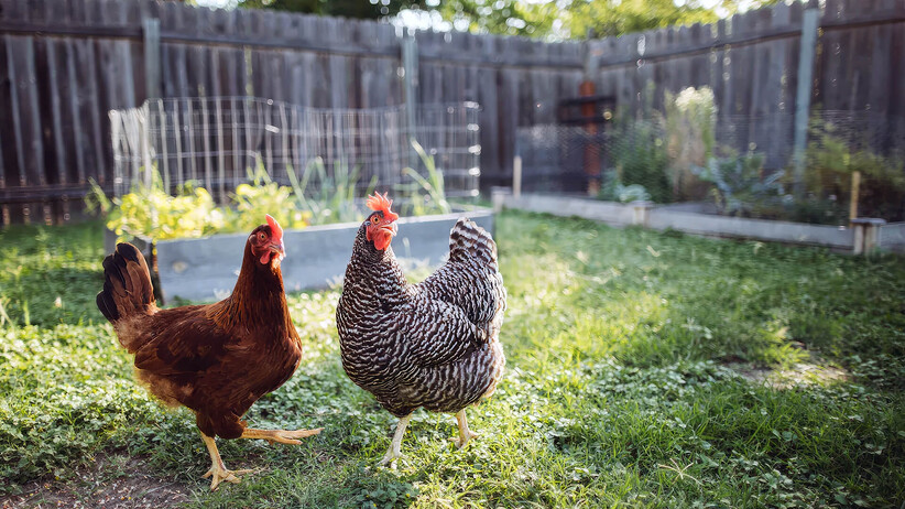 How To Keep Your Chickens In Your Yard