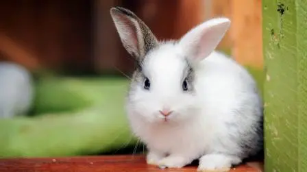 How to Make Your Rabbit Happy