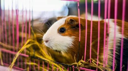 How To Keep A Guinea Pig Cage From Smelling?