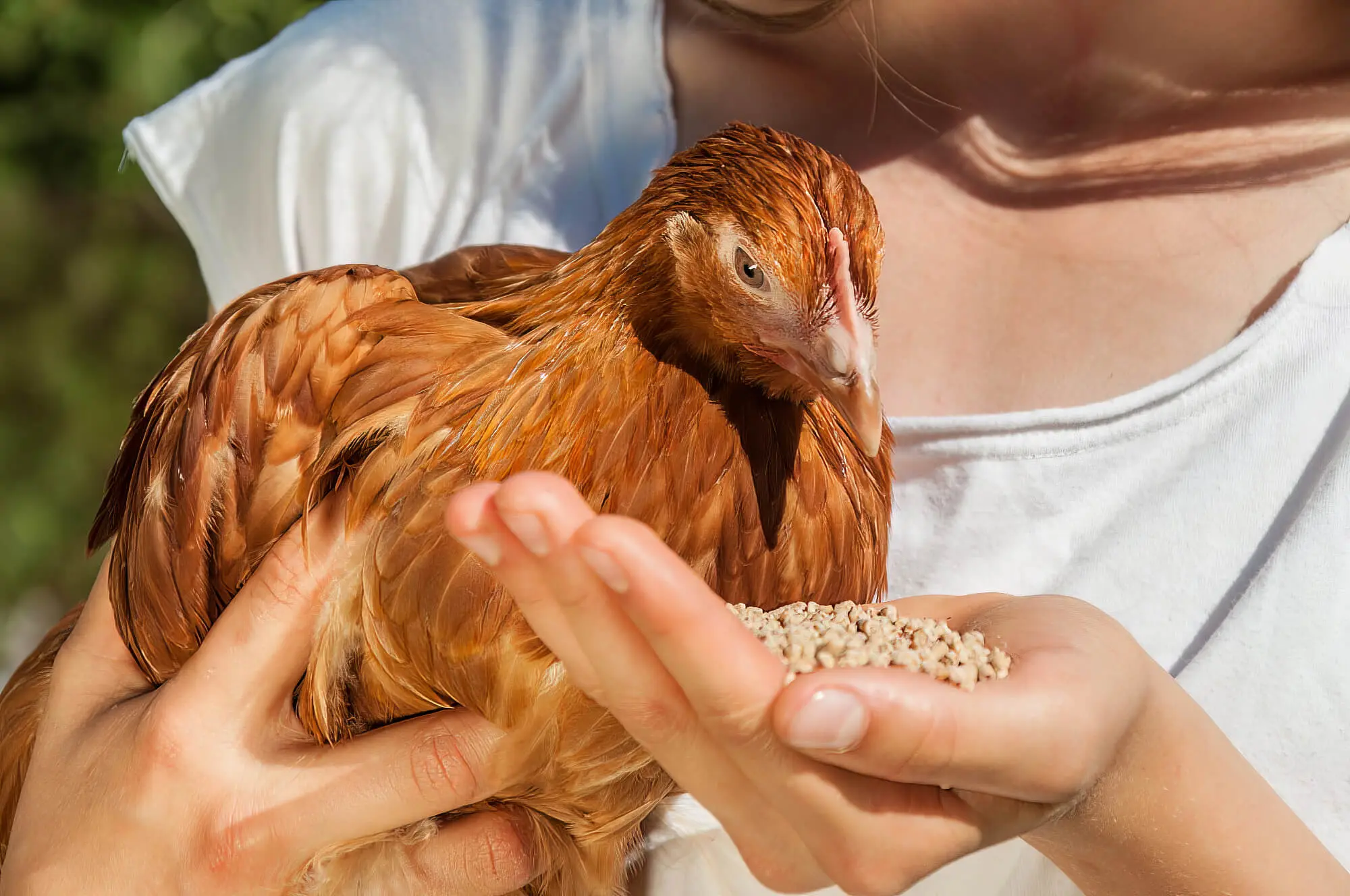 Lady Feeding Pet Chicken