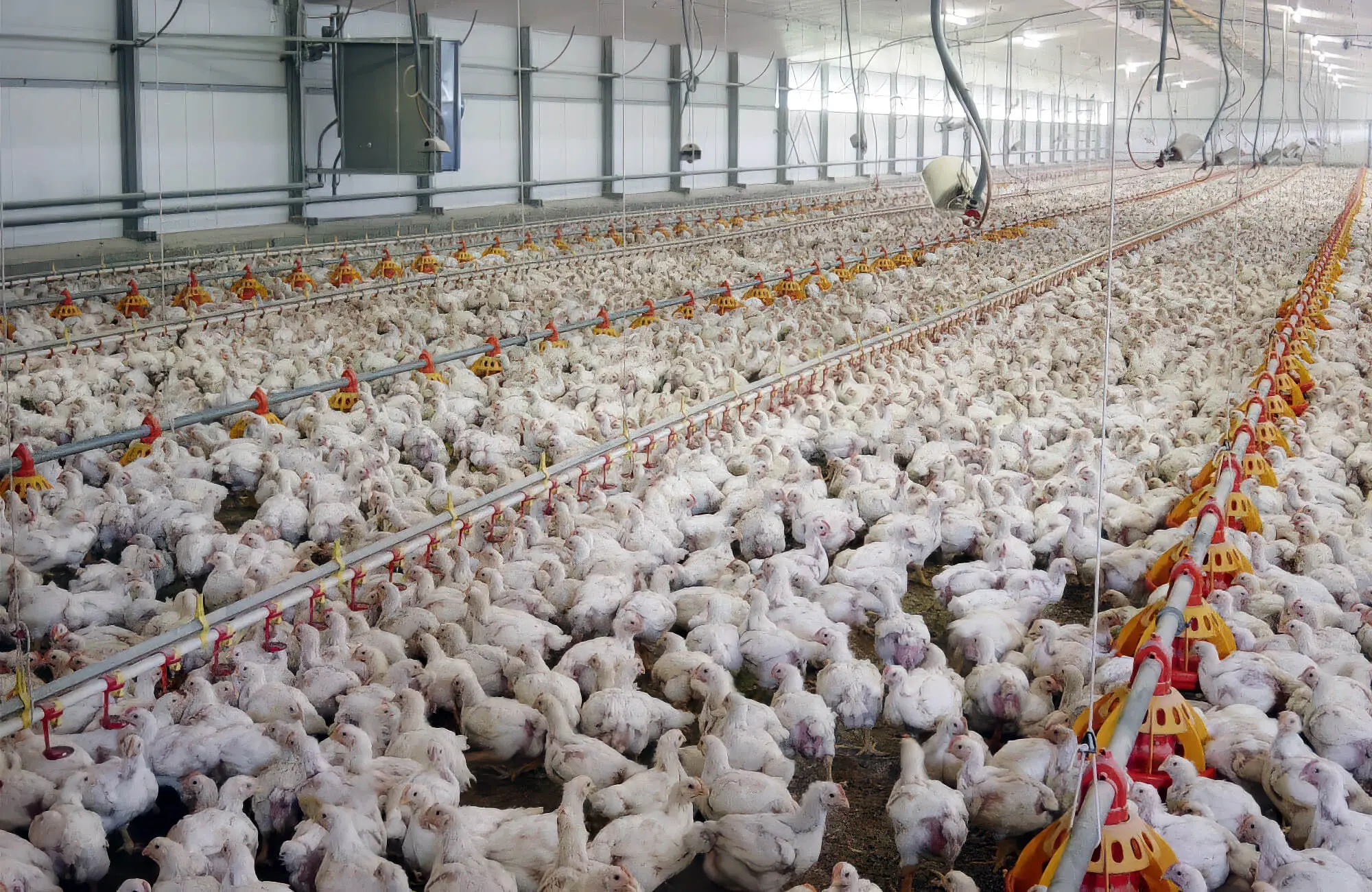 Large Chicken Factory Photograph Large Chicken Factory Photograph