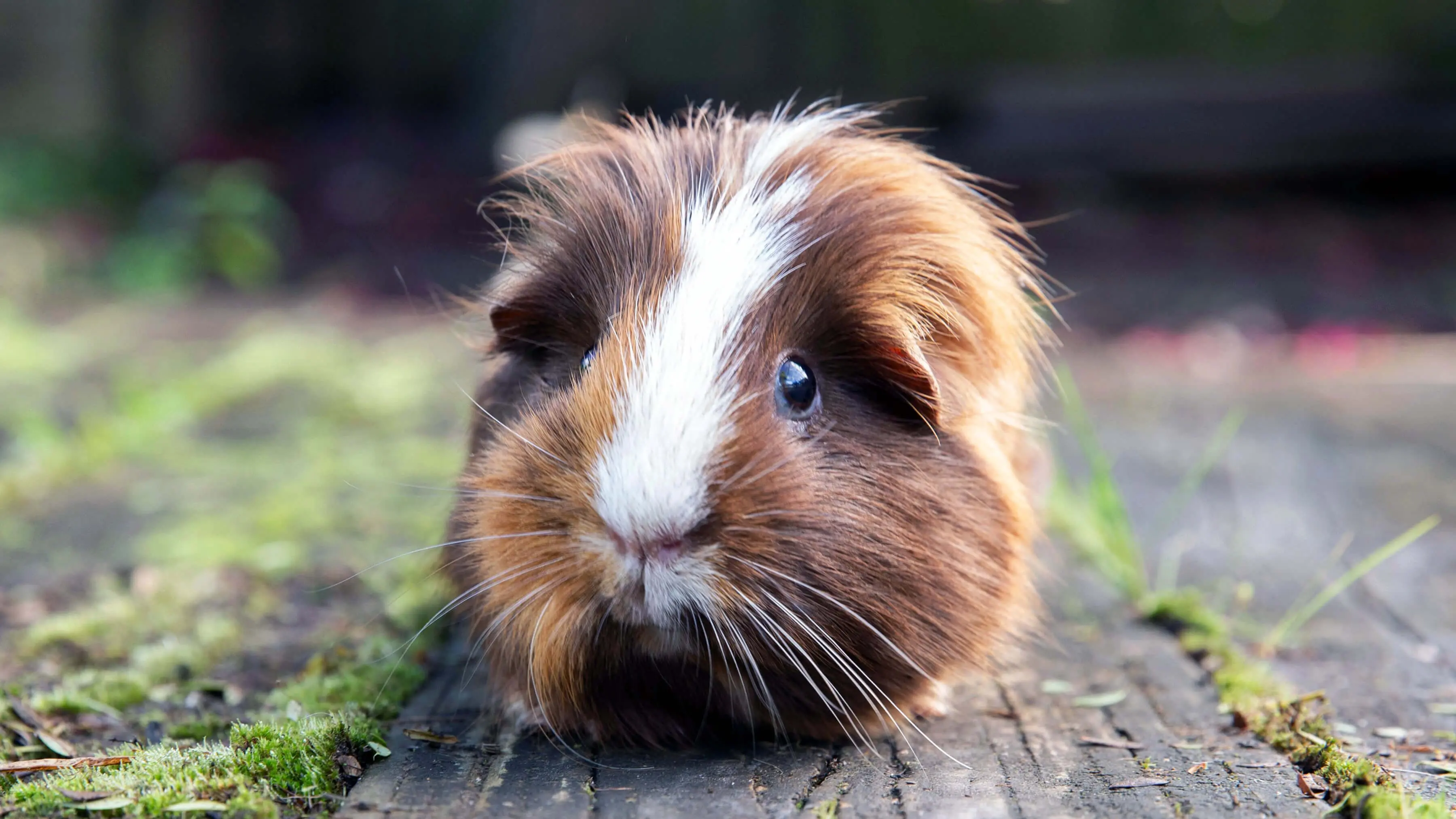 Long Haired Guinea Pig