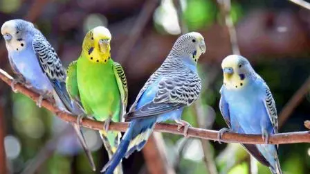 Male vs Female Budgies
