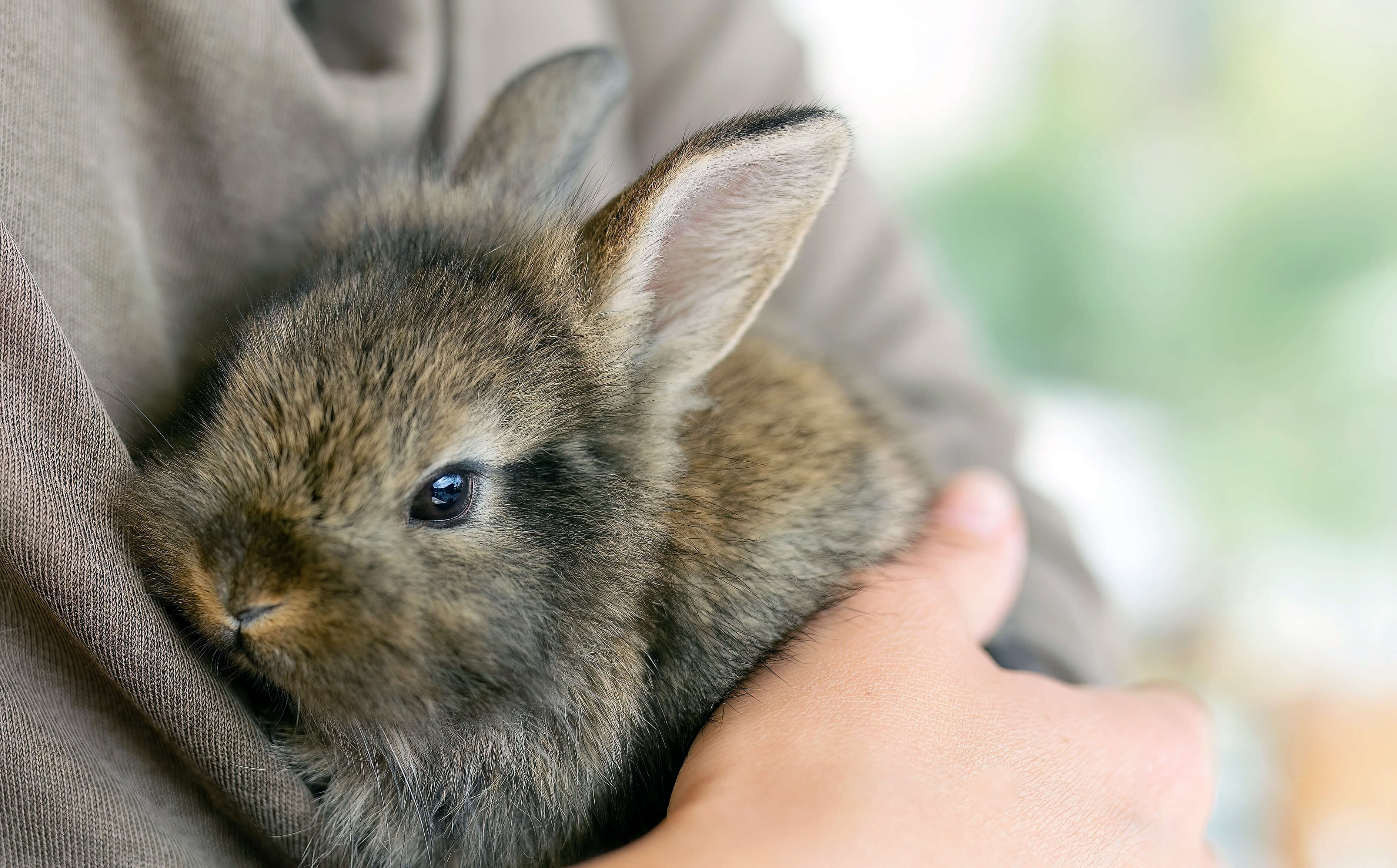 Man Cuddling A Cute Rabbit