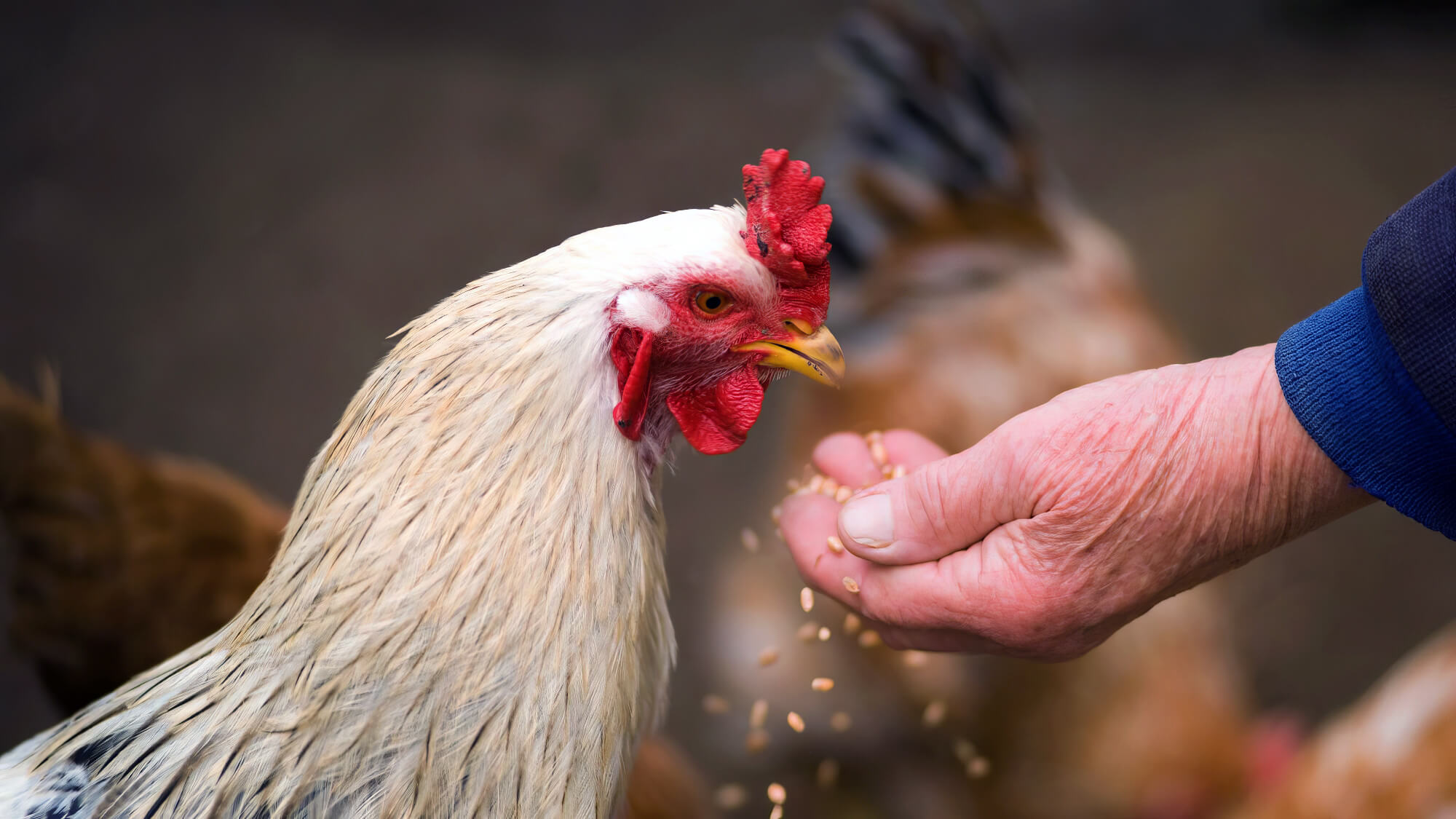Man Feeding Chicken Man Feeding Chicken