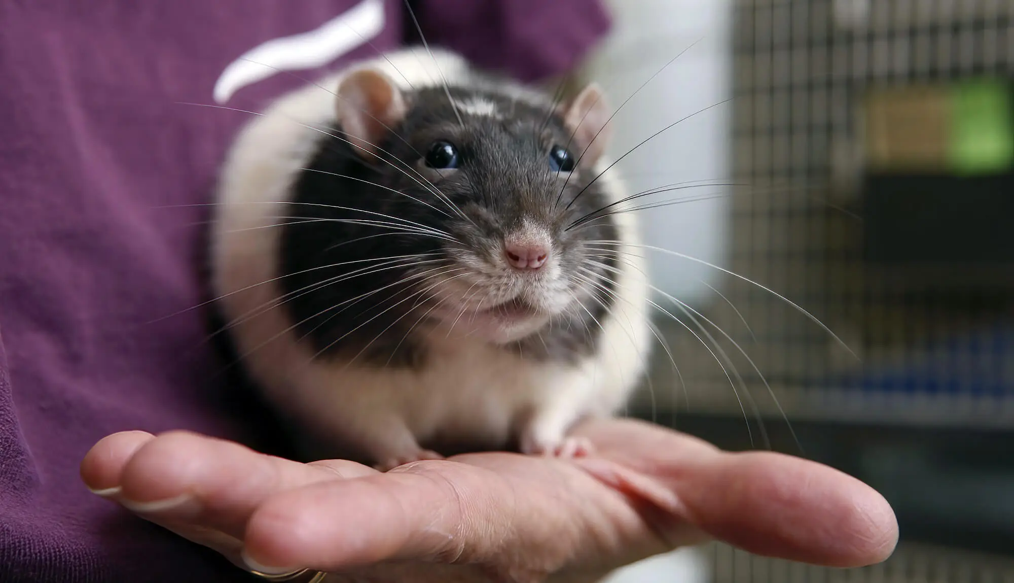 Man Showing Size Of Pet Rat