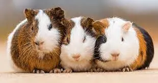 Marks On Guinea Pigs Marks On Guinea Pigs