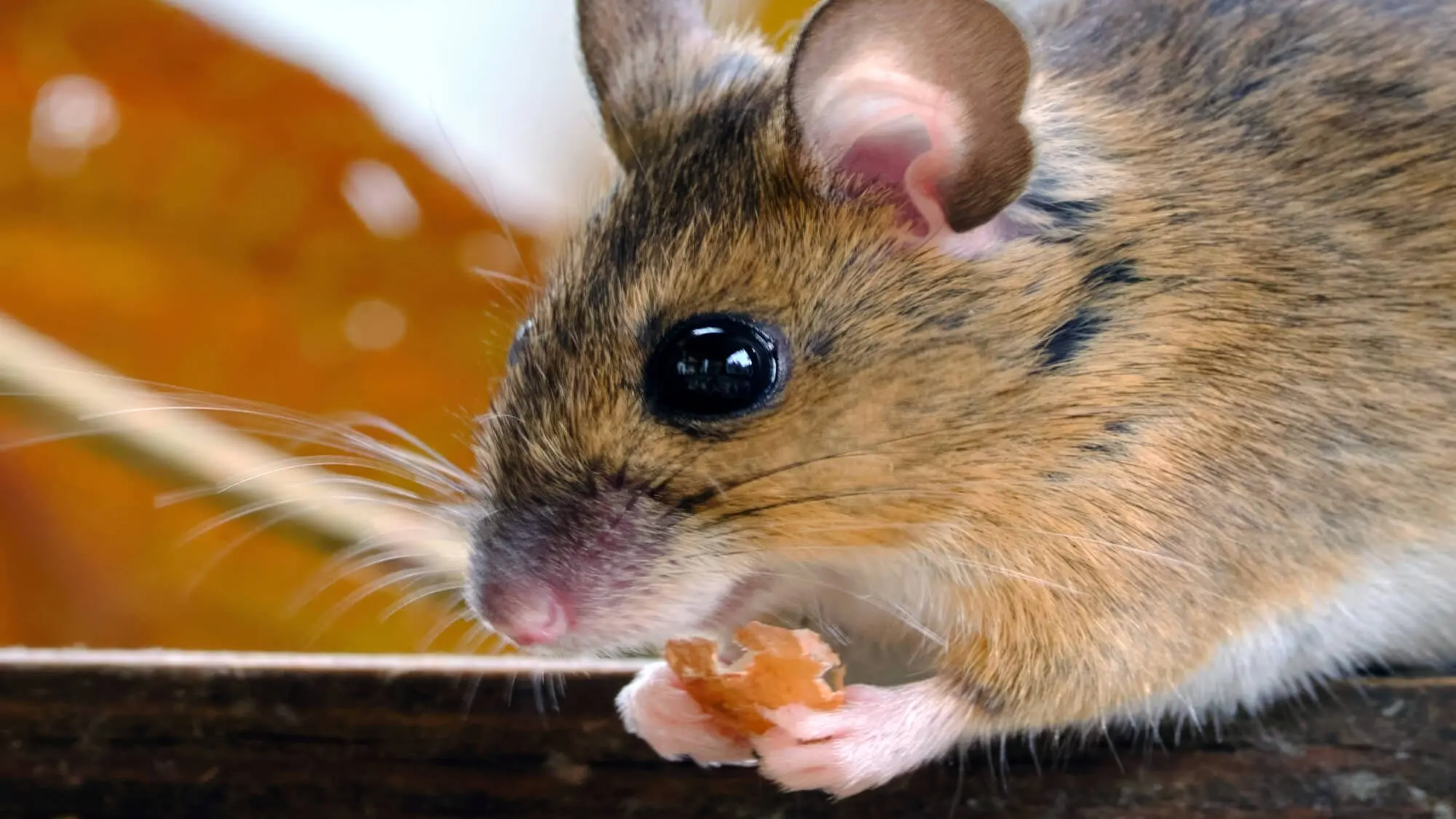 What Do Pet Mice Eat? — Complete Guide to Nutrition & Diet - Planet Pet