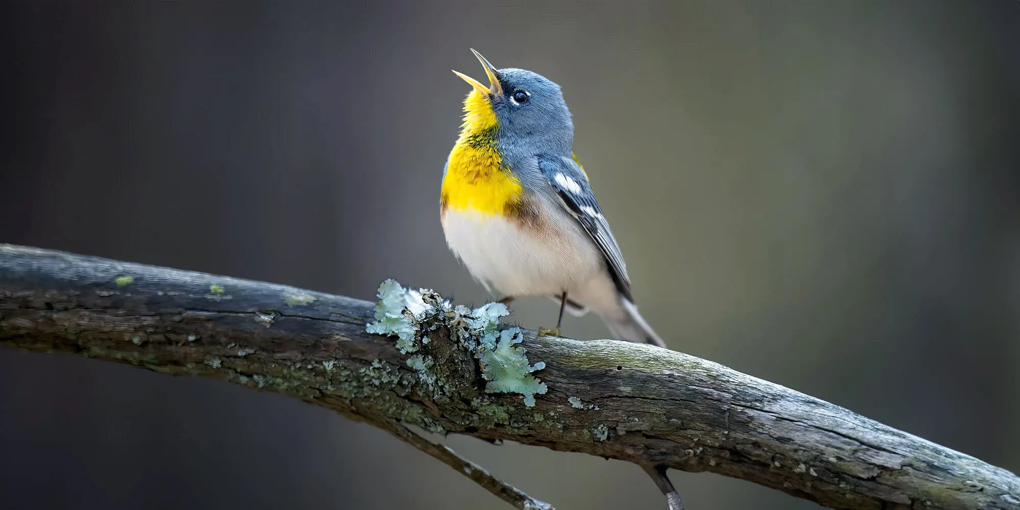 Northern Parula On Branch Northern Parula On Branch