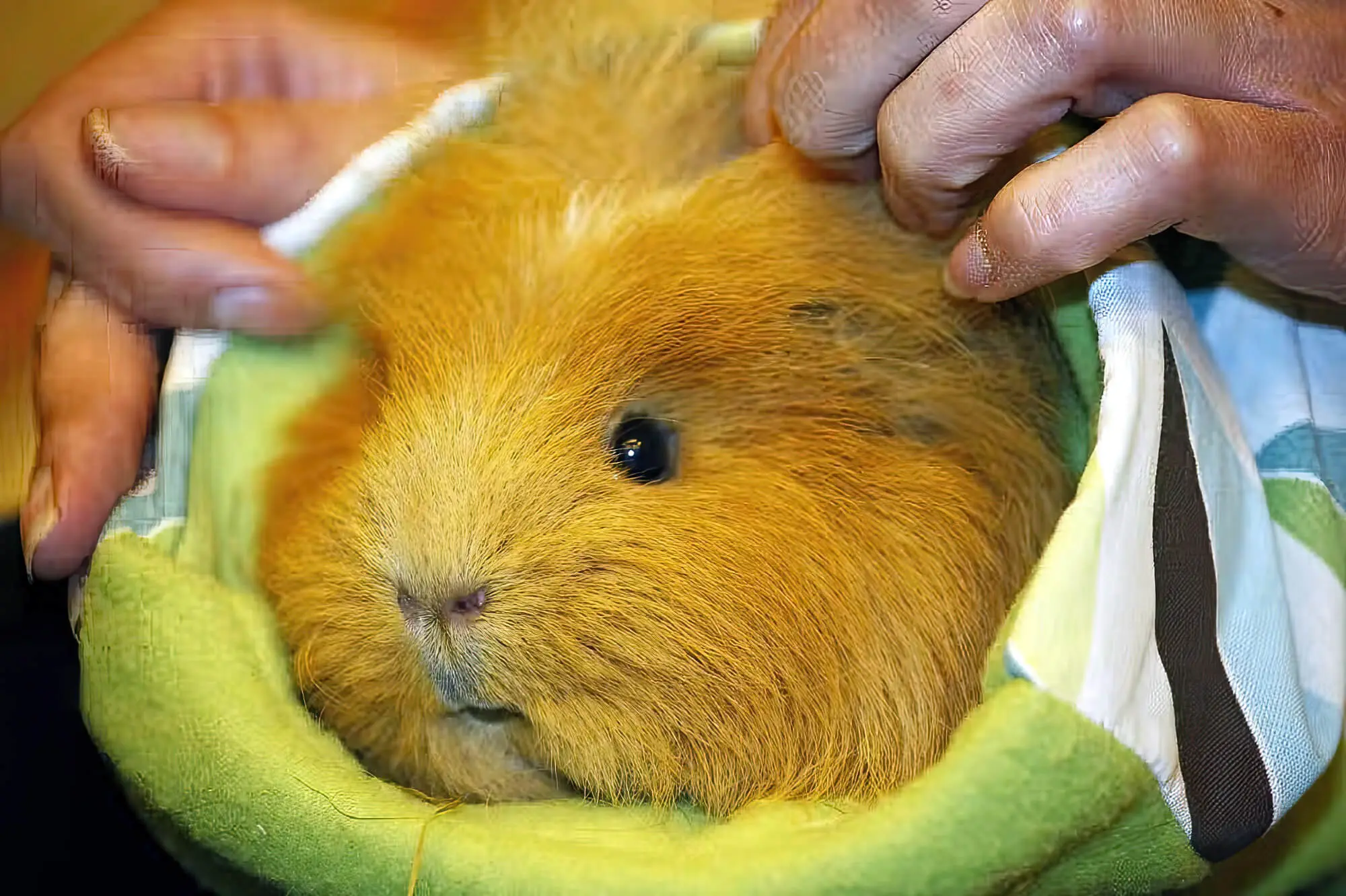 Why Is My Guinea Pig Always Hungry? Pet