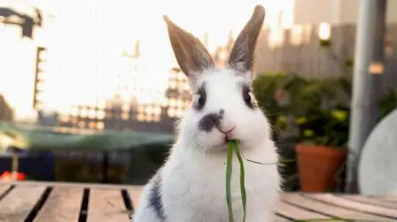 Is It Okay To Have Only One Pet Rabbit In Your House?