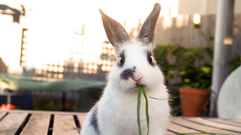 Is It Okay To Have Only One Pet Rabbit In Your House?