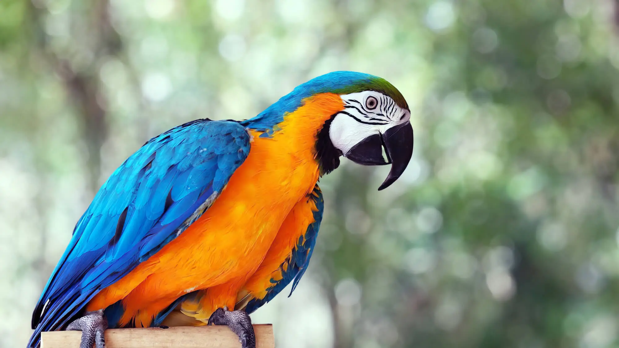 Parrot In Backyard Excercising