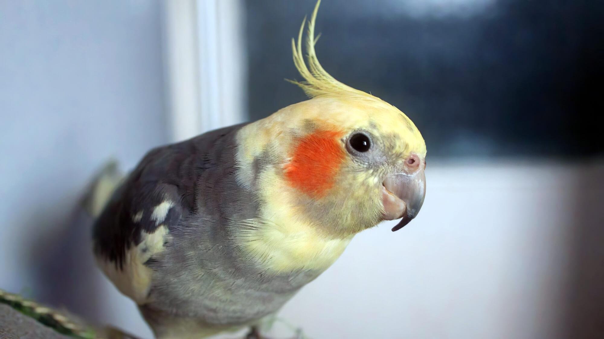Parrot In House With Orange Cheek Parrot In House With Orange Cheek