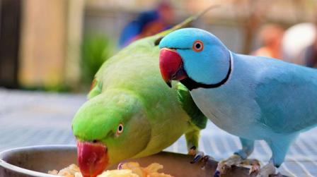 Does My Parrot Need a Friend? 