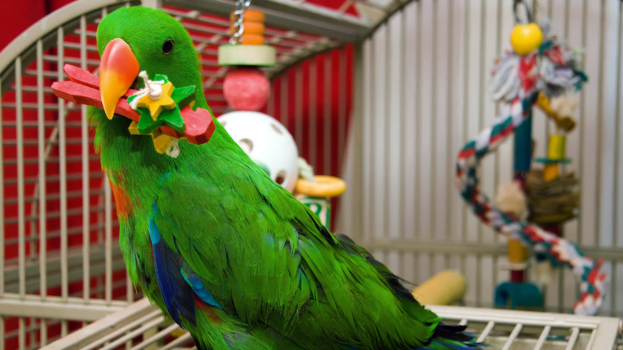 Parrot With Toy In Cage Parrot With Toy In Cage