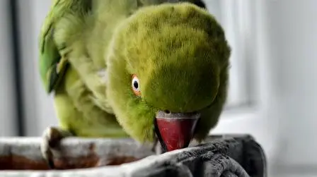 Parrots And Humidity