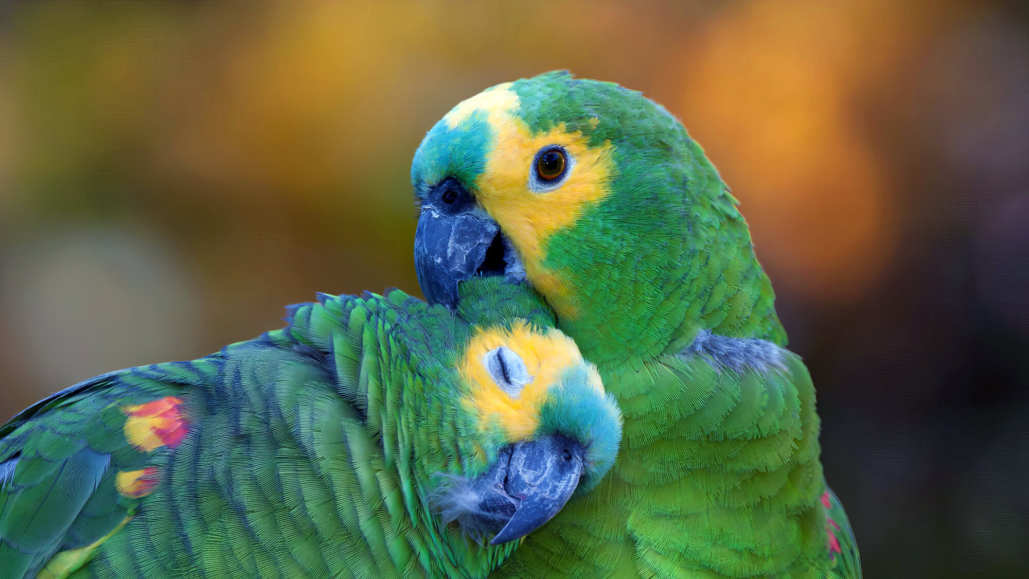 Parrots Cuddle Each Other