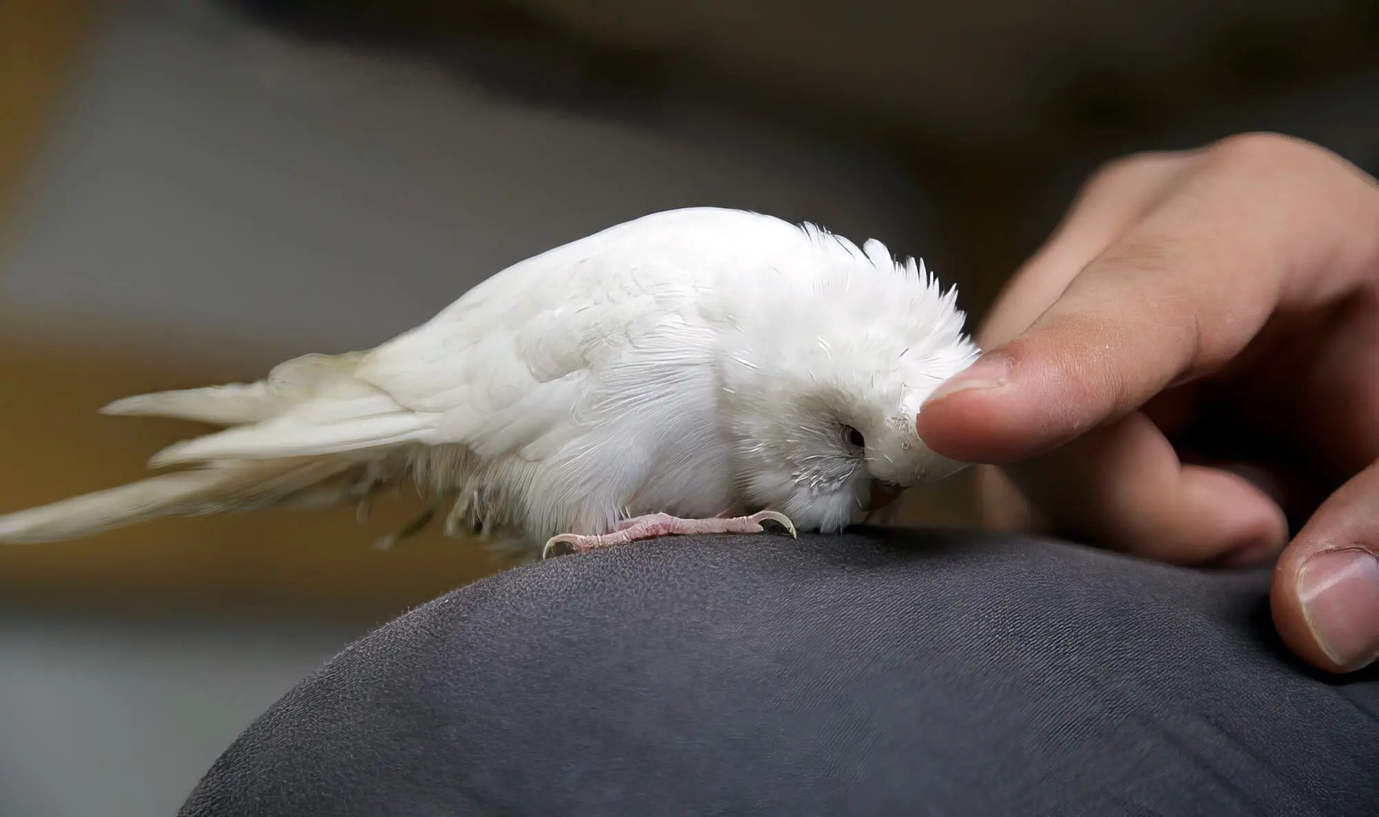 Patting Albino Budgie