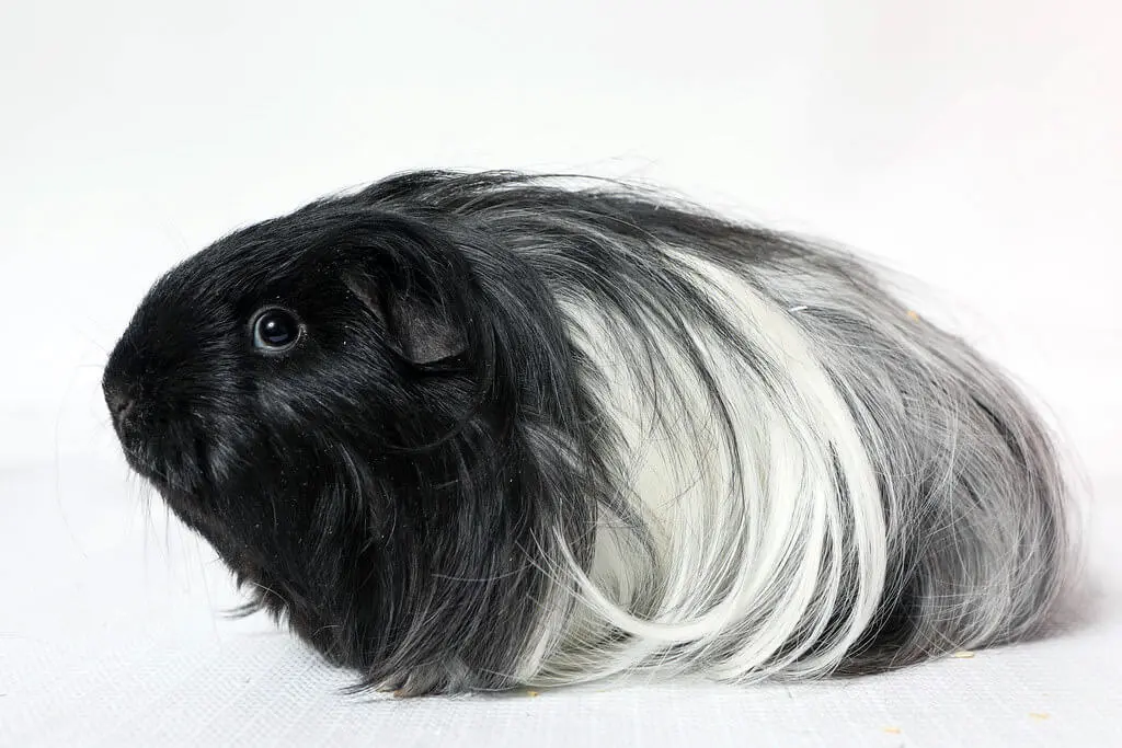 Peruvian Guinea Pig Peruvian Guinea Pig