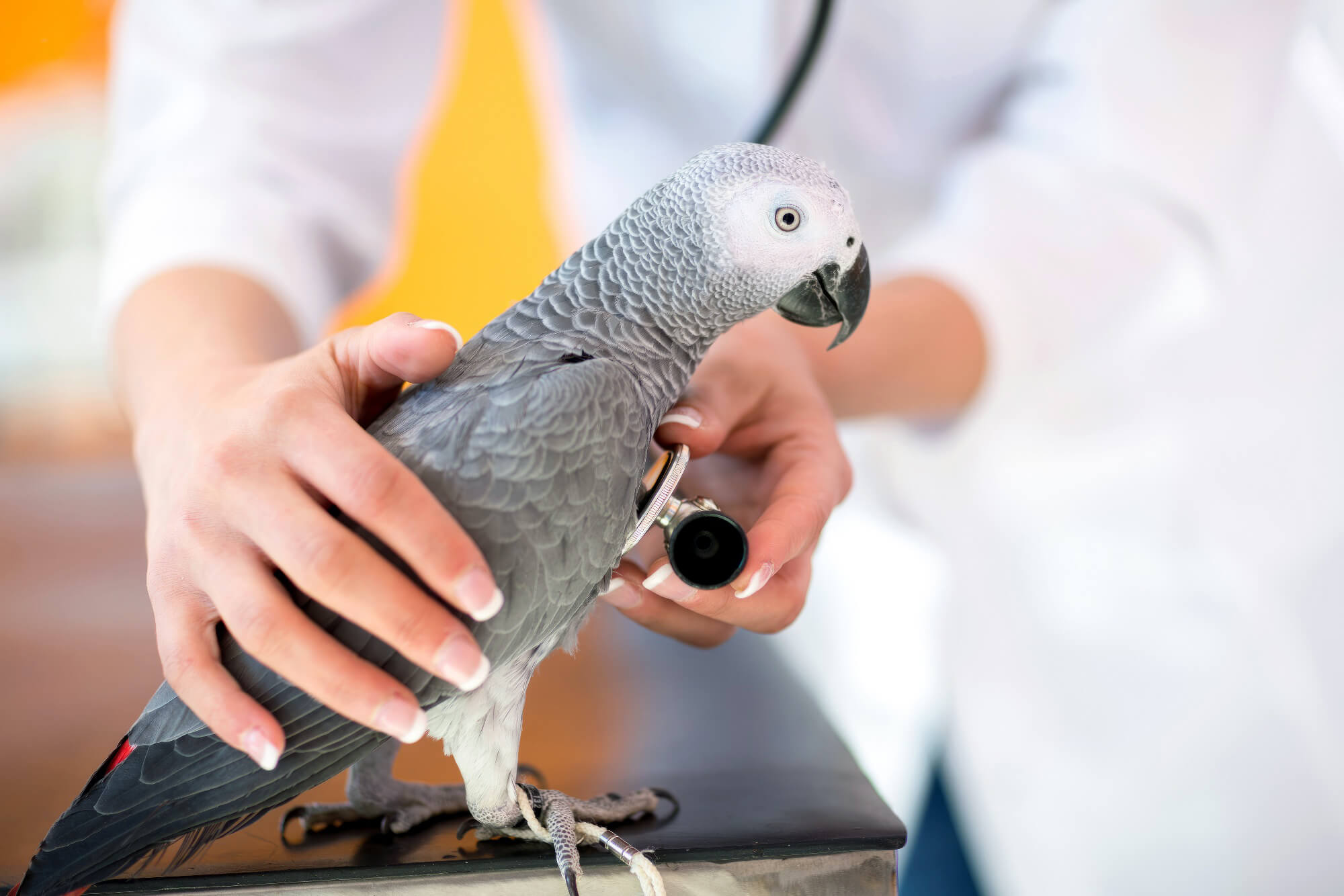 Pet Bird Exampination Parrot