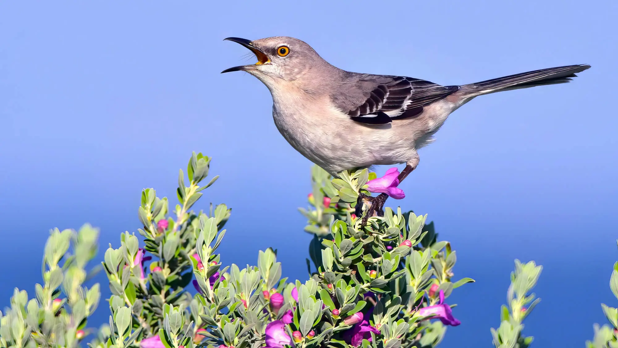 Pet Bird Sitting On Garden Flowers