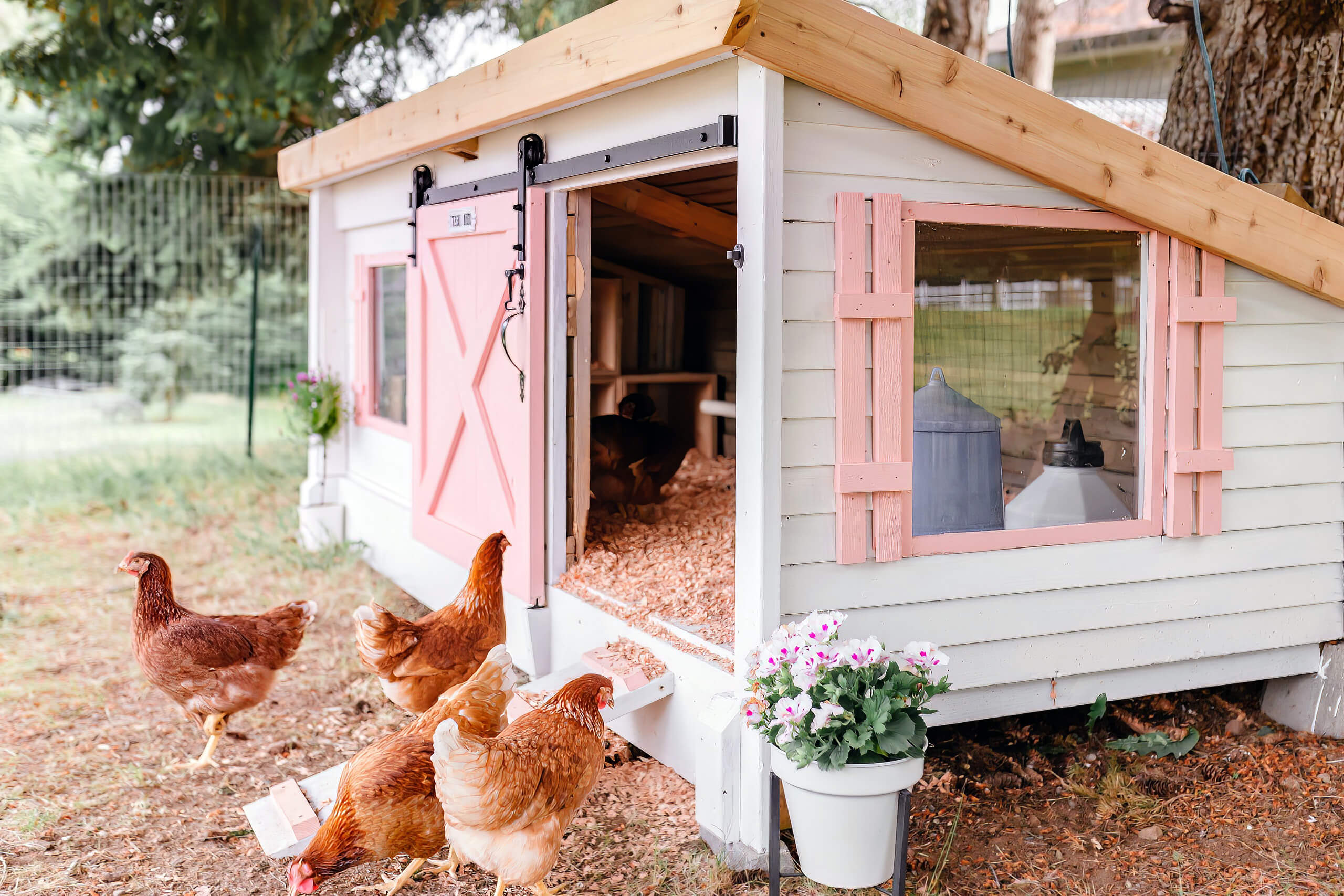 Pink Chicken Coop With Chickens Pink Chicken Coop With Chickens