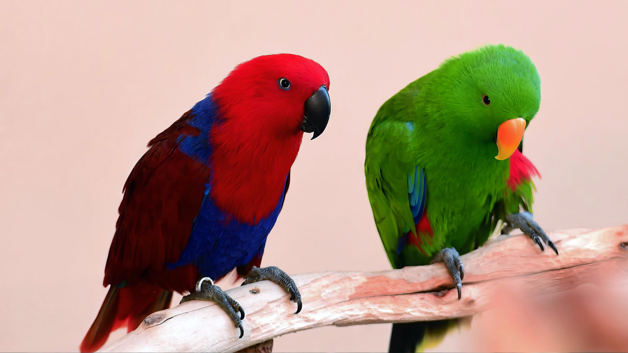 Playmates For Parrots