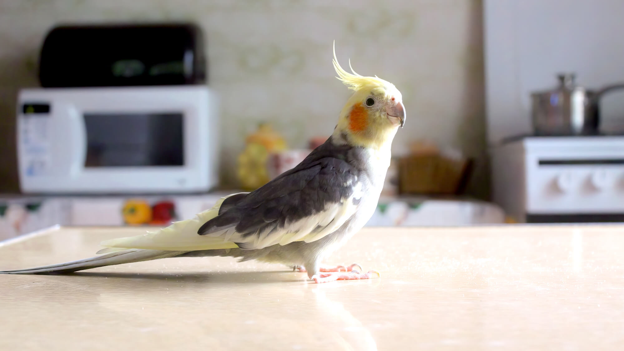 Potential Dangers Of Kitchens For Parrots Potential Dangers Of Kitchens For Parrots