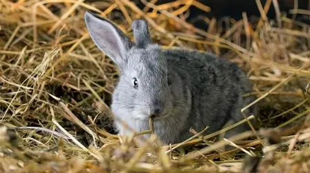 Rabbit Bedding Options: What To Look For In Rabbit Litter & Straw