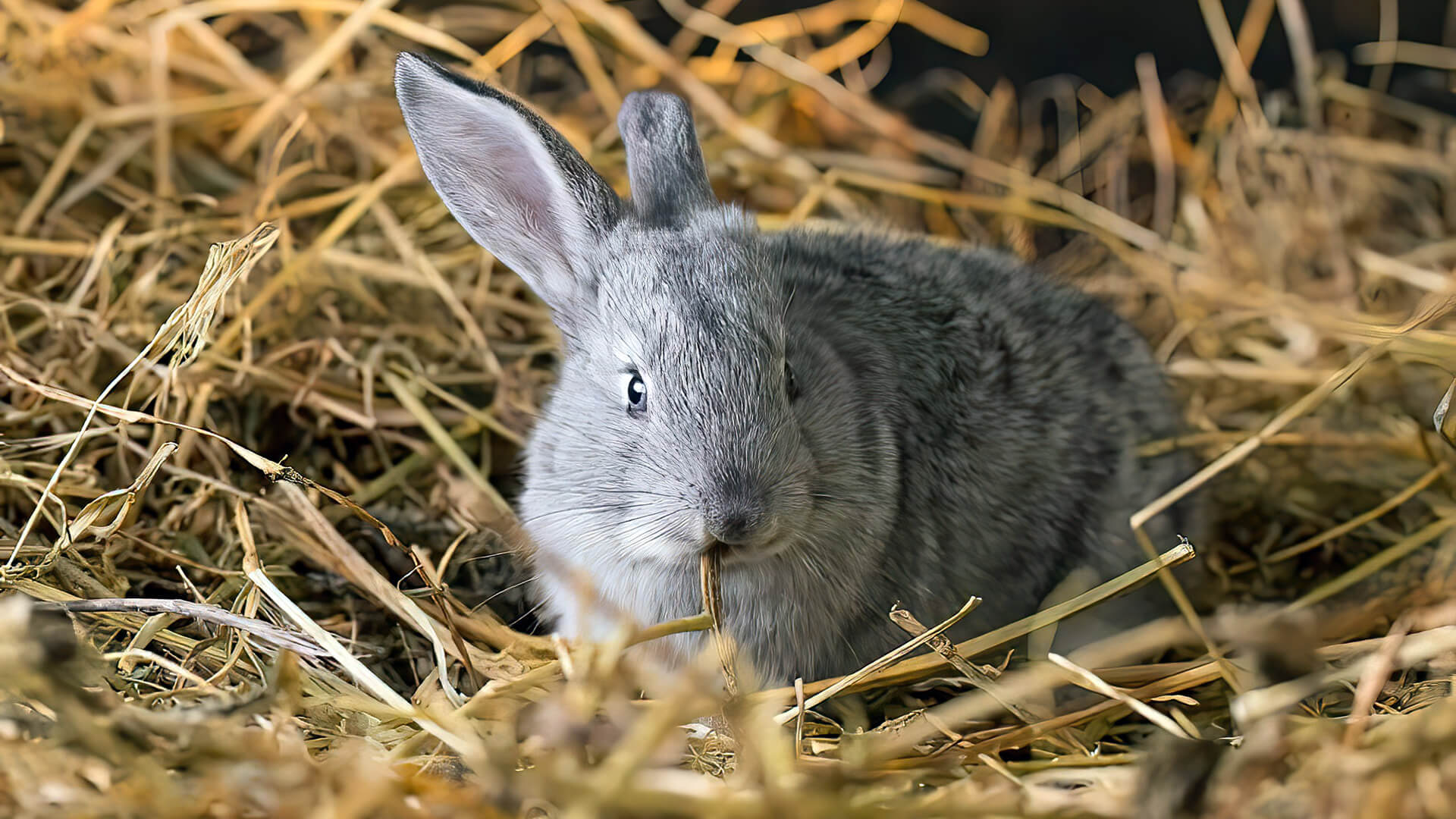 Rabbit Bedding Options: What To Look For In Rabbit Litter & Straw