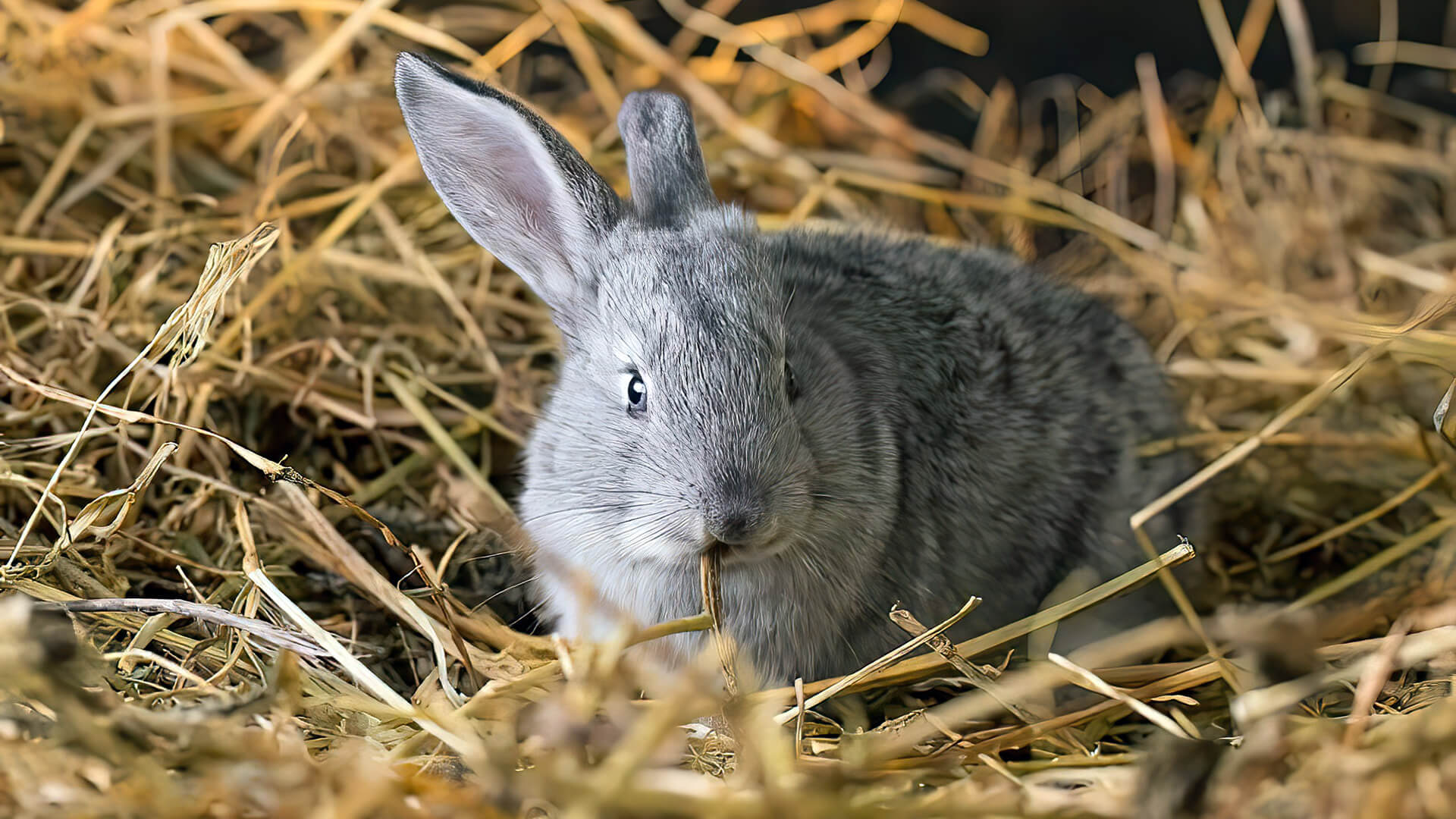 Aspen litter 2024 for rabbits