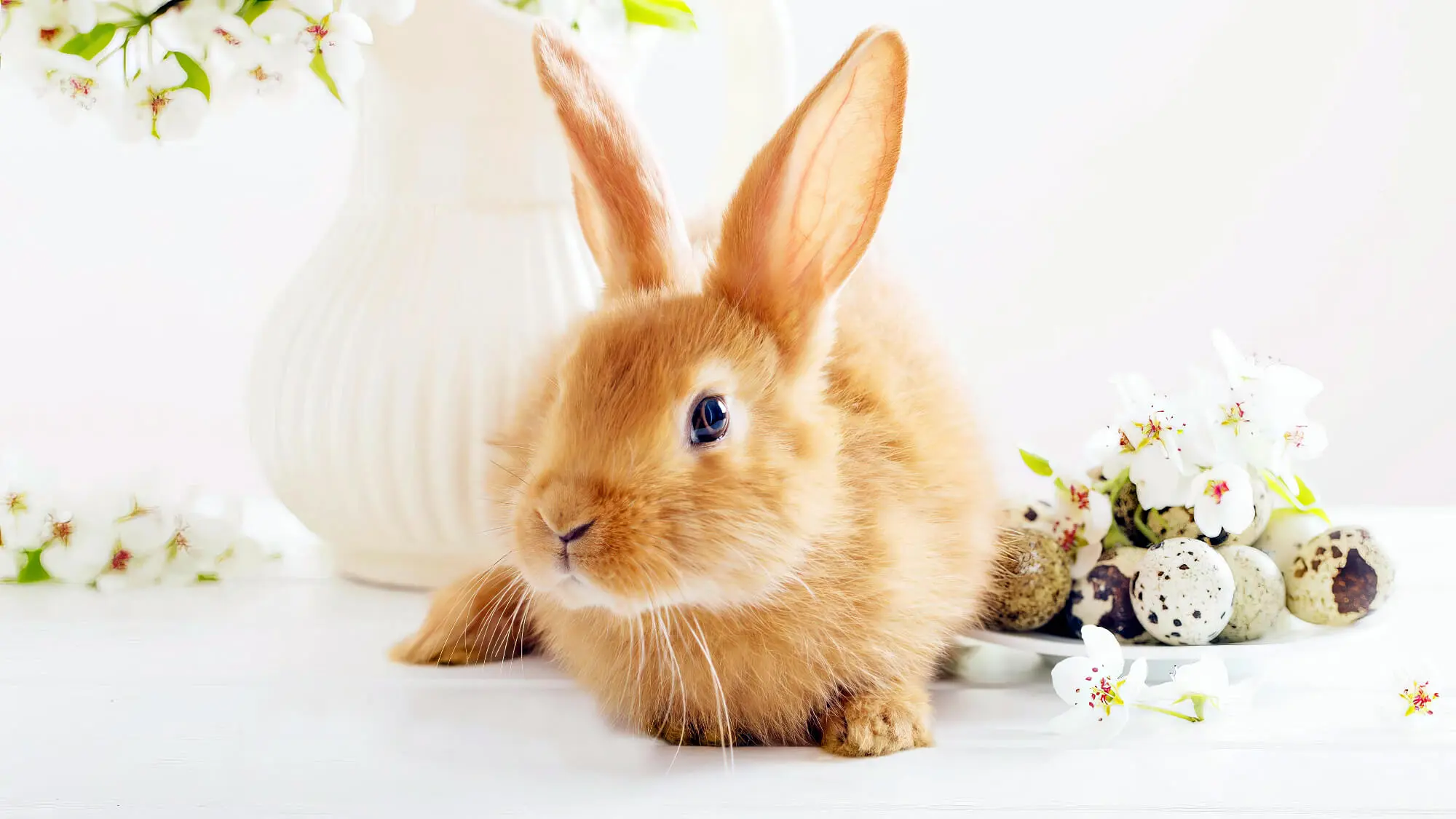 Rabbit Beside Flower Vase Rabbit Beside Flower Vase