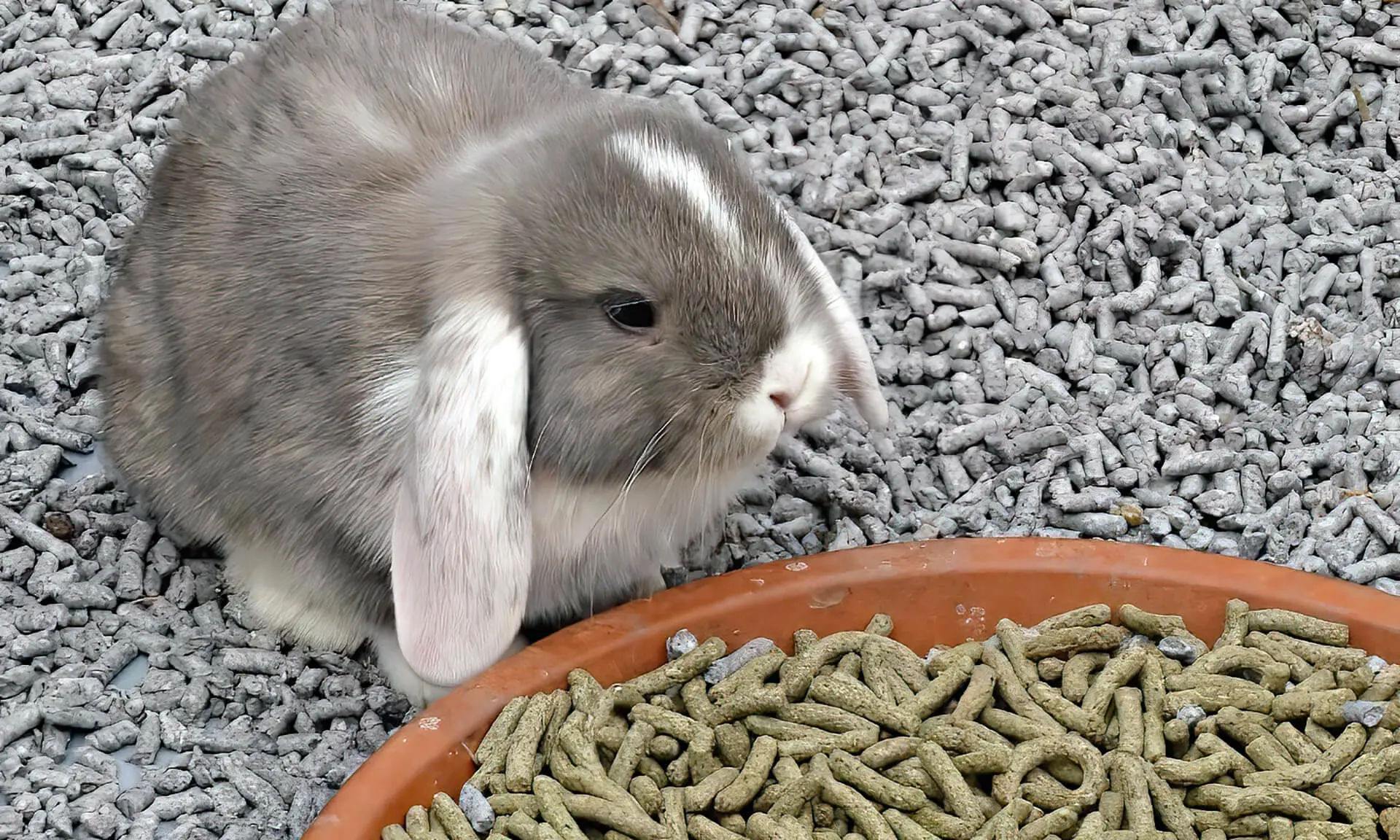 Do Rabbits Need Straw or Hay? Bunny Bedding vs. Feeding - PetHelpful