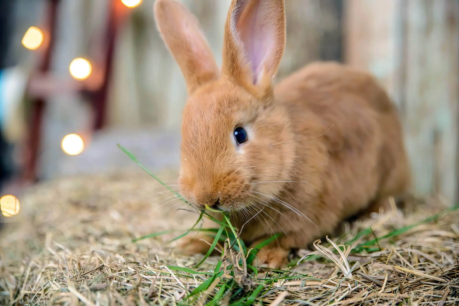 Rabbit eating bedding hotsell