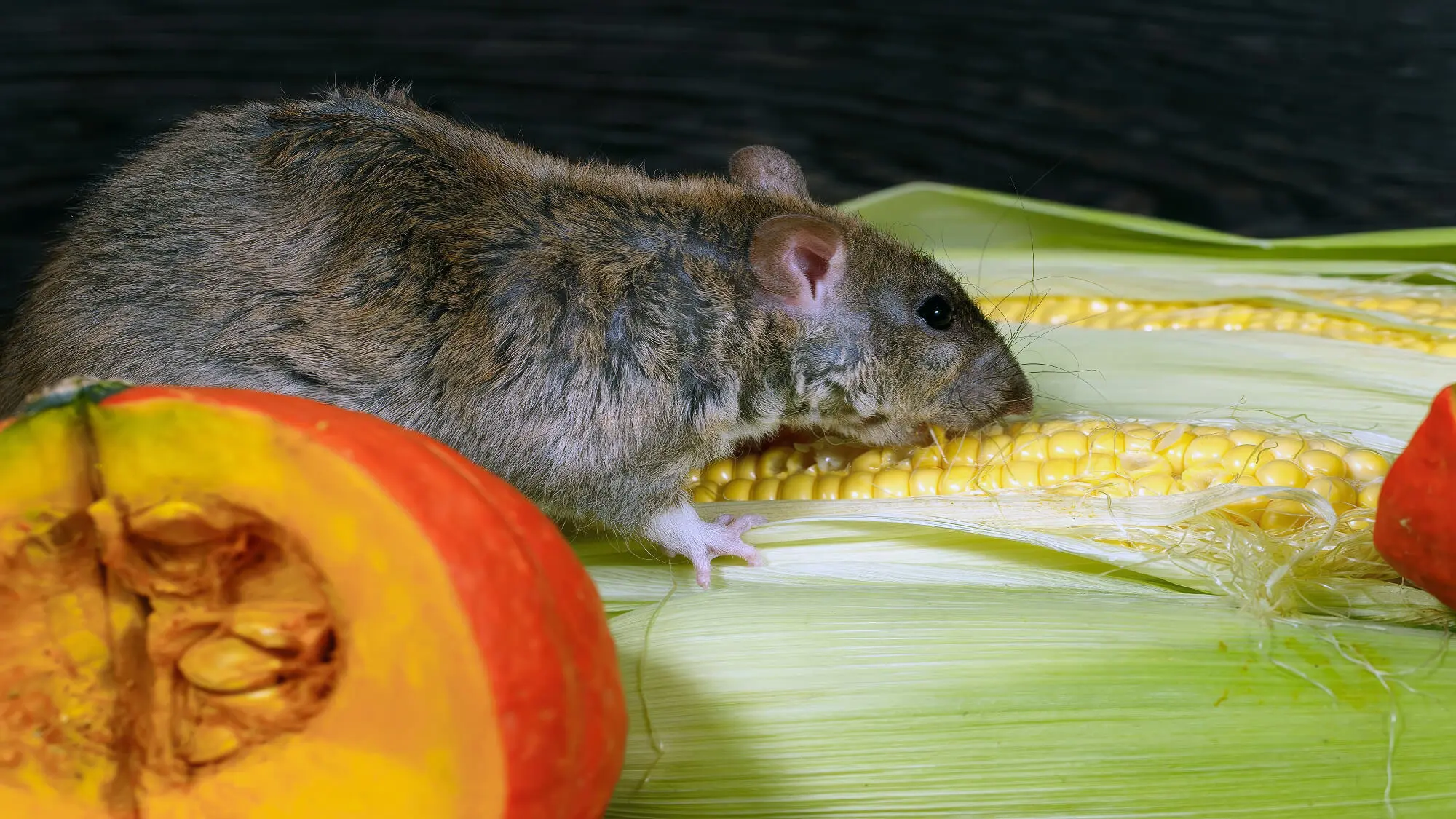 What Do Rats Eat? — Complete Guide to Nutrition & Diet - Planet Pet 