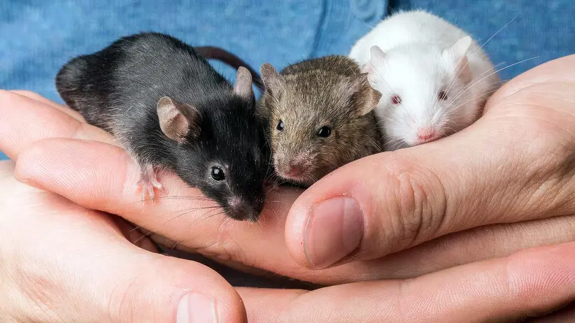 Rats vs. Mice As Pets