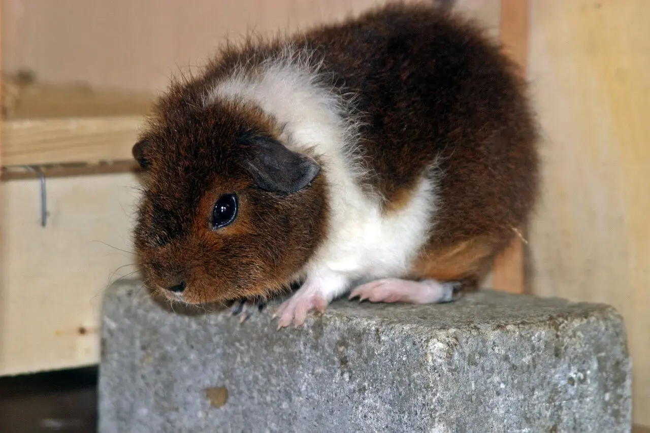Rex Guinea Pig Rex Guinea Pig