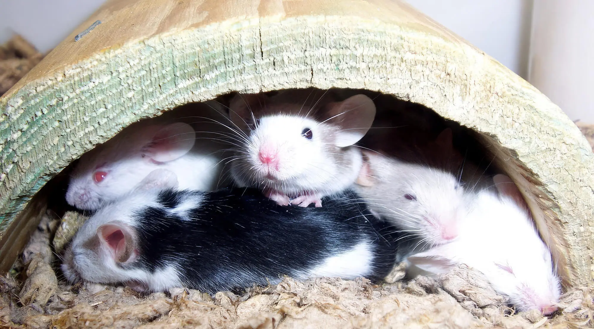 Rodent Hidey Homes Shelters Rodent Hidey Homes Shelters