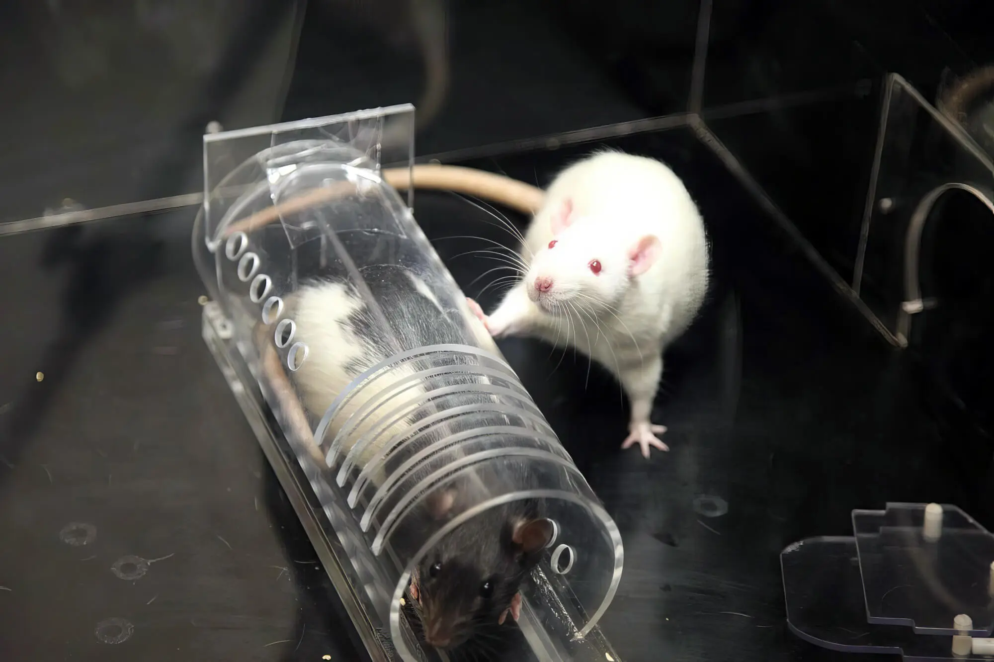 Rodent Toys To Play With Rodent Toys To Play With