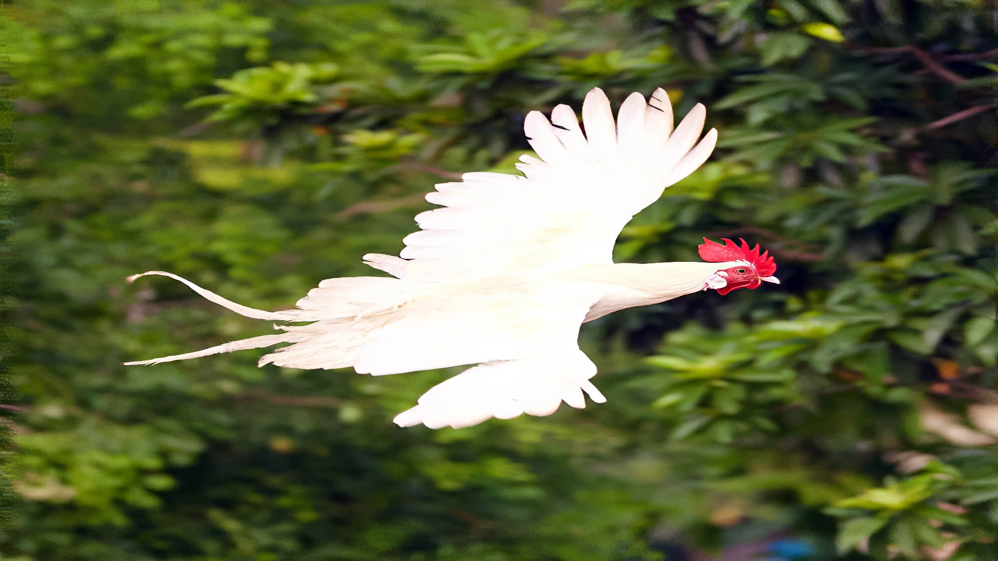 Rooster Flying Through Sky Rooster Flying Through Sky